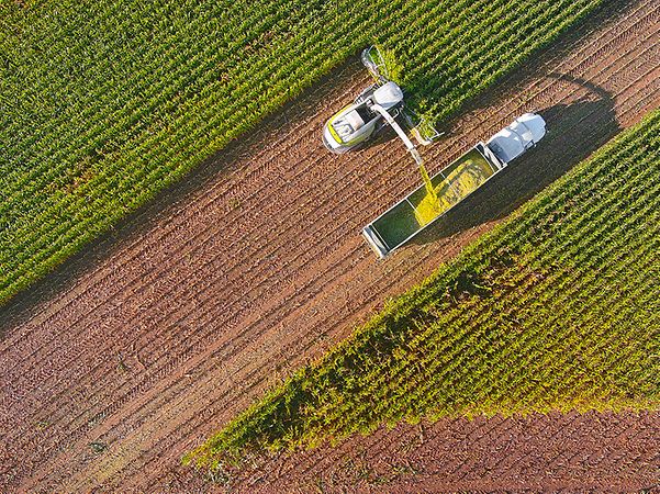 Mähdrescher und Lkw mit großer Ladefläche bei der Ernte auf einem Maisfeld