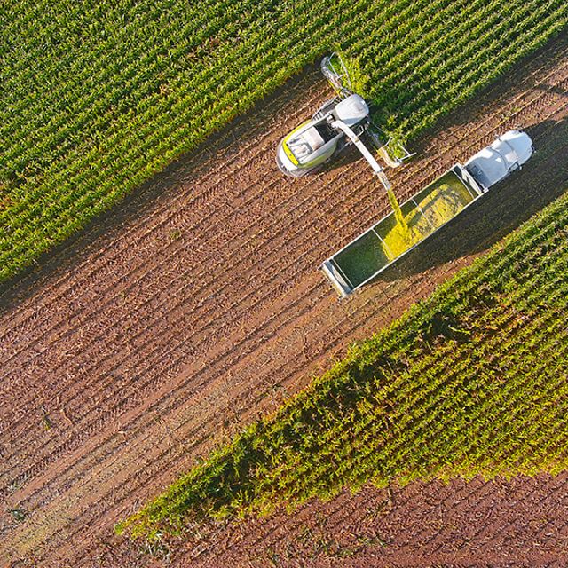 Mähdrescher und Lkw mit großer Ladefläche bei der Ernte auf einem Maisfeld