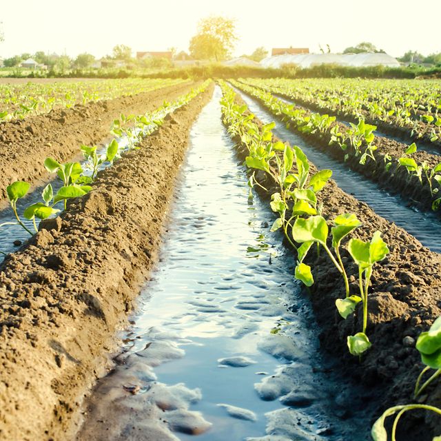 Field from agriculture with sustainable irrigation