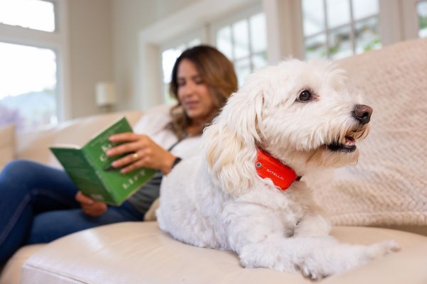 A woman is sitting on the sofa with a book in her hand and her dog, wearing a collar, by her side.