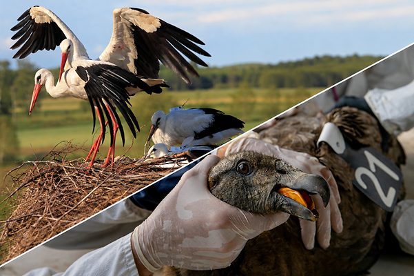 White storks with GPS transmitters in their nests and a tagged bird of prey being examined.