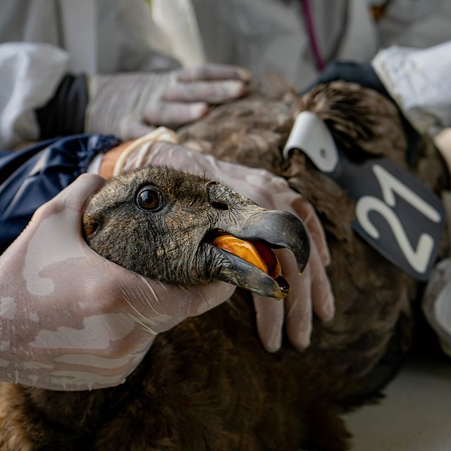 Andenkondor mit Sender und Kennzeichnung bei einer tiermedizinischen Untersuchung.