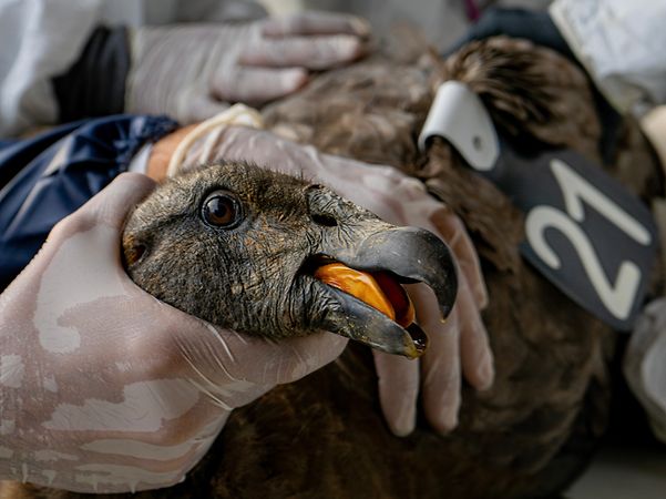 An Andean condor fitted with a transmitter and identification tags during a veterinary examination.