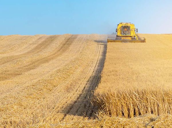 Mähdrescher auf einem Feld