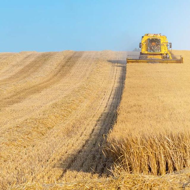 Mähdrescher auf einem Feld