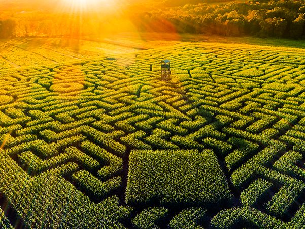 Grünes Labyrinth aus der Vogelperspektive