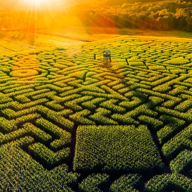 Grünes Labyrinth aus der Vogelperspektive